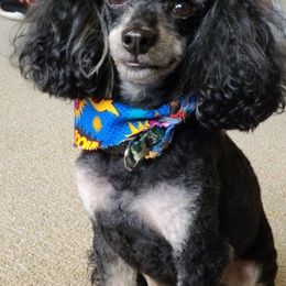 Poodles from Debra's Poodles