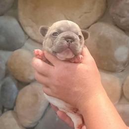 Orange - Fawn and white male French Bulldog puppy in New Hampton, New Hampshire from Kismet French Bulldogs
