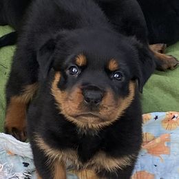 German Shepherd, Pembroke Welsh Corgi, and Rottweiler Puppies from Blitzenhaus Working Dogs