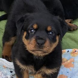 German Shepherd, Pembroke Welsh Corgi, and Rottweiler Puppies from Blitzenhaus Working Dogs