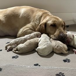 Labrador Retriever Puppies from Red Barn Family Labs