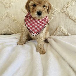 Bernedoodle and Labradoodle Puppies from Royal Doodles