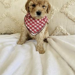 Bernedoodle and Labradoodle Puppies from Royal Doodles