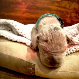 Great Dane Puppies from Alchemy Danes