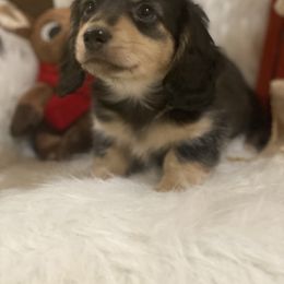Dachshund Puppies from Haven Ridge Doxies