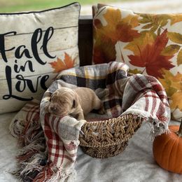 Lime Green Collar - Golden female Golden Retriever puppy in Monroe, Tennessee from Golden Girls Furever Friends