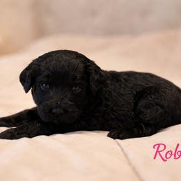 Robin Buckley - Black female Bernedoodle puppy in Bennett, Colorado from Darling Paws, LLC