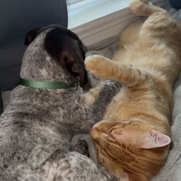 German Shorthaired Pointer All Grown Up from Third Coast Pointers