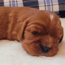 Boy 4 - Ruby male Cavalier King Charles Spaniel puppy in Castorland, New York from Faithful Friends Cavaliers