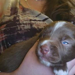 Goku - Red & white male Miniature Australian Shepherd puppy in Arlington, Texas from CopperHead Aussies