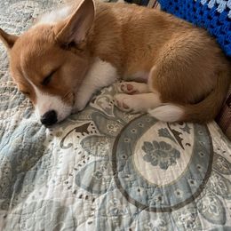 Pembroke Welsh Corgi Puppies from Rose Water Corgis