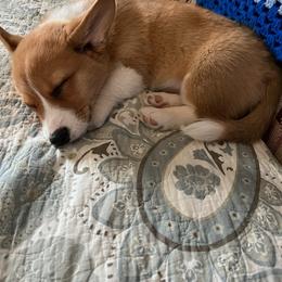 Pembroke Welsh Corgi Puppies from Rose Water Corgis