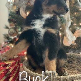 Australian Shepherd Puppies from Mundo Farm Aussies