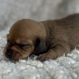 Chanel - Dapple female Dachshund puppy in Tulare, California from Dreamy Creamies