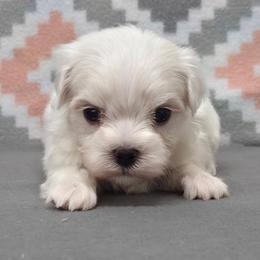 Teddy - White male Maltese puppy in Monticello, Iowa from Ashley’s Puppies