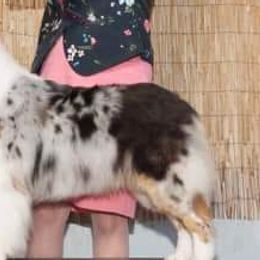 Evie - Australian Shepherd