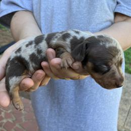 Petey - Chocolate and tan male Dachshund puppy in Mocksville, North Carolina from The Dachs of Hazzard Dachshunds