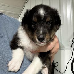 Pink - Black white and tan female Shetland Sheepdog puppy in Fontanelle, Iowa from Jensen Farms Shelties