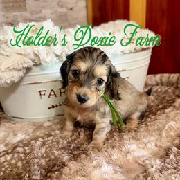 Forest - Cream male Dachshund puppy in Atwood, Oklahoma from Holder’s Doxie Farm