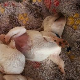 Muffin - Cream male Chihuahua puppy in Jacksonville, Florida from Precious Paws of Florida - Chihuahuas