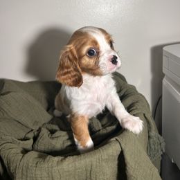 Snoopy - Blenheim male Cavalier King Charles Spaniel puppy in Port Barre, Louisiana from Bayou Cavaliers