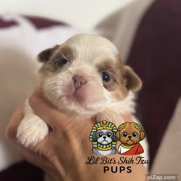 Gus - Lilac male Shih Tzu puppy in Walkertown, North Carolina from Lil’ Bit’s Shih Tzu