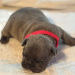 Raphael - Blue male French Bulldog puppy in Joplin, Missouri from Midwest Beautiful Frenchies