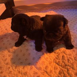 Pug Puppies from Price Kennels