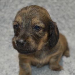 Bear (1200) - Red male Dachshund puppy in Mansfield, Missouri from Owens Farm