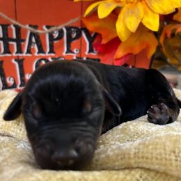 Maximus - Doberman Pinscher puppy from Sky’s Dobermans