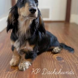 Bo - Dachshund