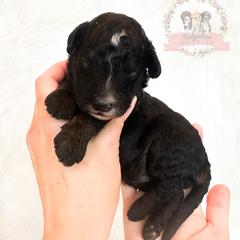 Male Pick Number 2 - male Australian Mountain Doodle puppy in Corydon, Indiana from Ridgeline Doodles