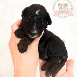 Male Pick Number 2 - male Australian Mountain Doodle puppy in Corydon, Indiana from Ridgeline Doodles