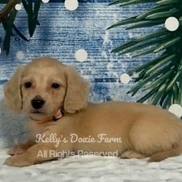 Cream Male Long Hair Orange Collar - Cream male Dachshund puppy in Cleveland, Tennessee from Kelly's Doxie Farm