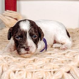 Sorrel - Chocolate male Australian Labradoodle puppy in Decatur, Alabama from Southern Meadows Doodles