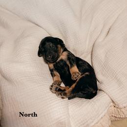 North - Phantom female Goldendoodle puppy in Yukon, Oklahoma from Bows and Ties Doodles, LLC