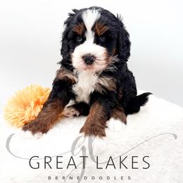 Dock - Tri-color male Bernedoodle puppy in Baroda, Michigan from Great Lakes Bernedoodles