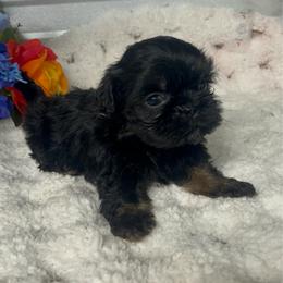 AKC Louie - Black and tan male Shih Tzu puppy in Elgin, South Carolina from Silver Bells Paw Prints