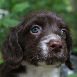 Pink - Piebald female Dachshund puppy in Allons, Tennessee from Amber's Flock Homestead