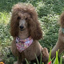 Poodles from Kathryn Casey