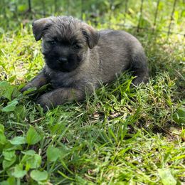 Jamie - Wheaten female Cairn Terrier puppy in Mountain Grove, Missouri from CreekTop