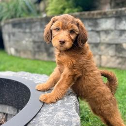 Robin - Phantom female Goldendoodle puppy in Williamson, New York from Lakeside Doodles