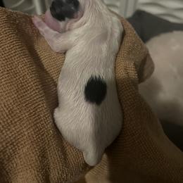 Chinese Crested and Poodle Puppies from Ariella Standard Poodles & Chinese Cresteds
