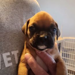 Fawn girl - Fawn female Boxer puppy in Toledo, Ohio from Julie Wilmore Olympic Boxers
