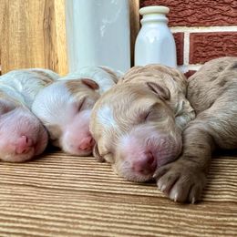Goldendoodle and Poodle Puppies from SnickerDoodlePups