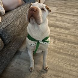 Trek - Chinese Shar-Pei