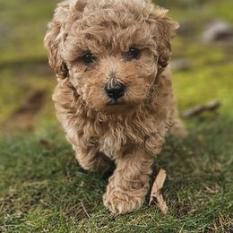 Chiquito - Apricot male Poodle puppy in Clyde, North Carolina from Adorable Puppy Poodles