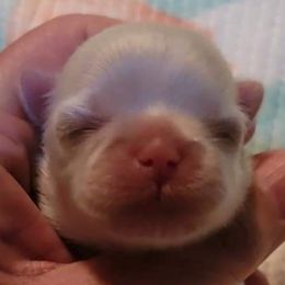 CeeCee - Shih Tzu