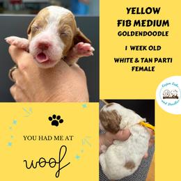 Buttercup: Yellow Collar - Parti female Goldendoodle puppy in Raceland, Louisiana from Cajun Doodles