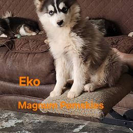 Eko - Pomsky